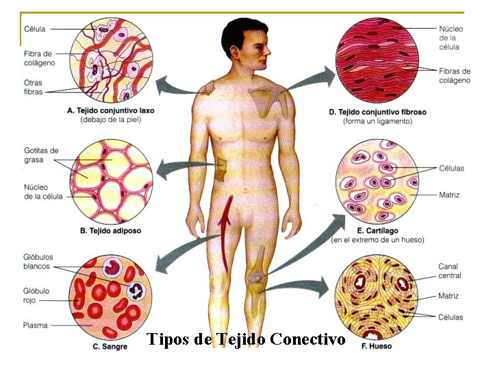 Tipos de Tejido Conectivo 