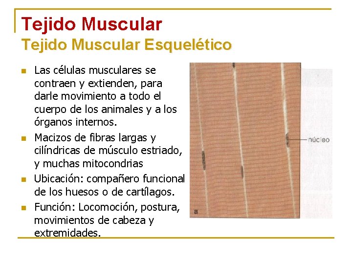 Tejido Muscular Esquelético n n Las células musculares se contraen y extienden, para darle