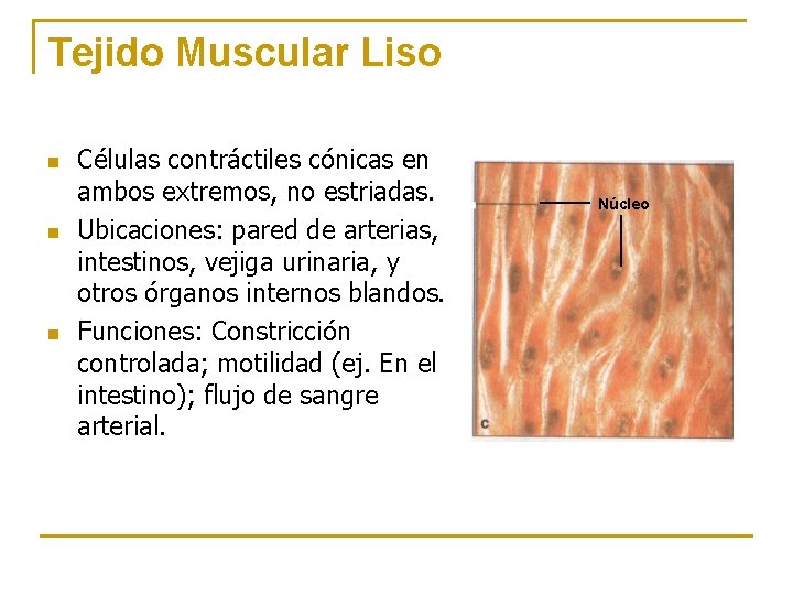 Tejido Muscular Liso n n n Células contráctiles cónicas en ambos extremos, no estriadas.