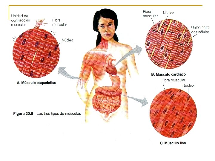 Tipos de Tejidos Muscular 