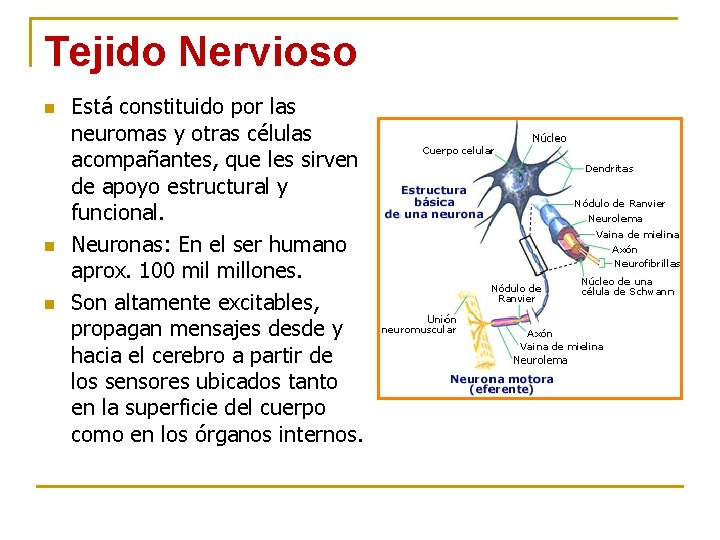 Tejido Nervioso n n n Está constituido por las neuromas y otras células acompañantes,