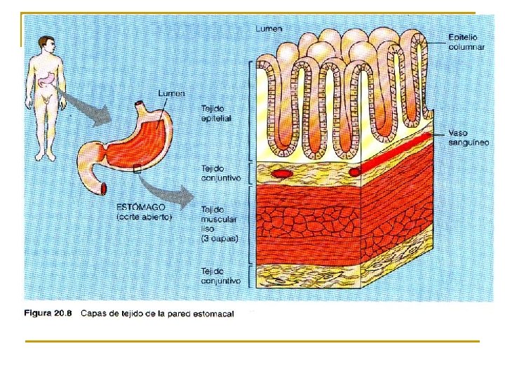 Capas de tejido de la pared estomacal n Los tejidos dispuestos en formas particulares