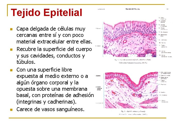 Tejido Epitelial n n Capa delgada de células muy cercanas entre sí y con