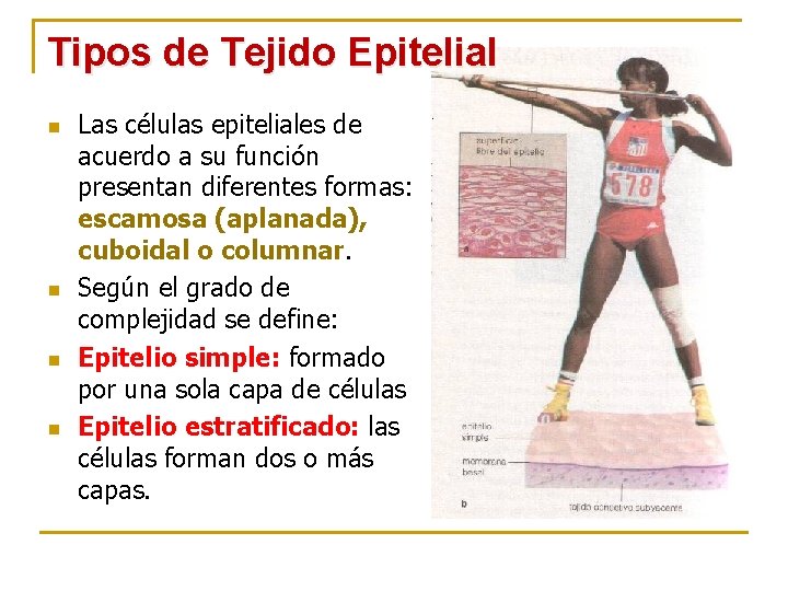 Tipos de Tejido Epitelial n n Las células epiteliales de acuerdo a su función