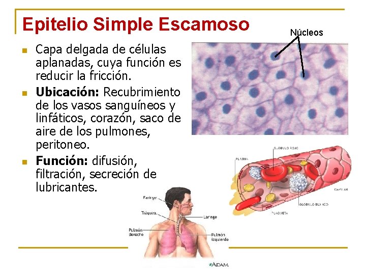 Epitelio Simple Escamoso n n n Capa delgada de células aplanadas, cuya función es