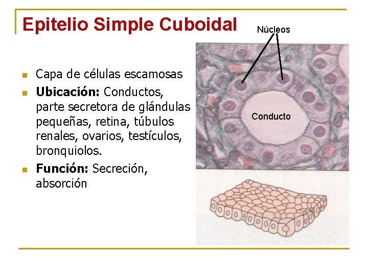Epitelio Simple Cuboidal n n n Capa de células escamosas Ubicación: Conductos, parte secretora