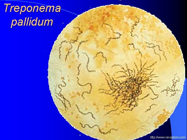 Treponema pallidum http: //www. revoptom. com 