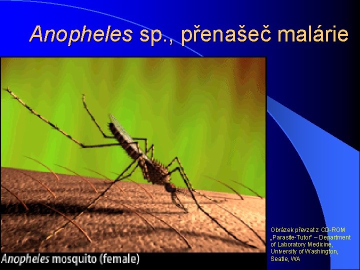 Anopheles sp. , přenašeč malárie Obrázek převzat z CD-ROM „Parasite-Tutor“ – Department of Laboratory
