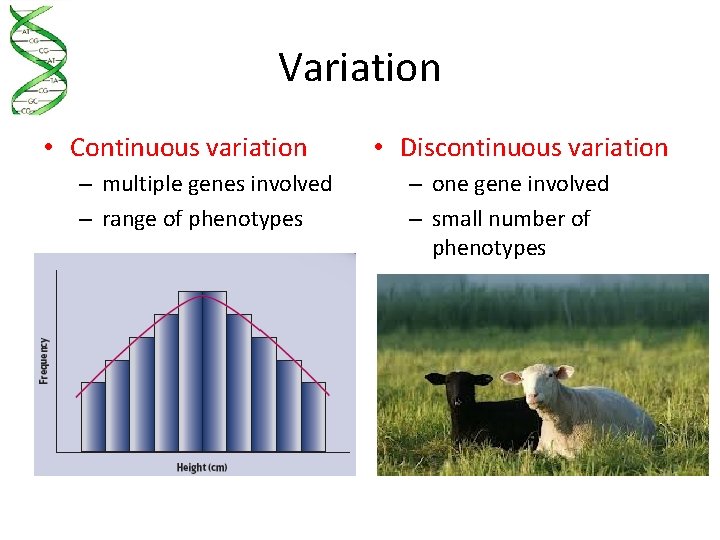 Variation • Continuous variation – multiple genes involved – range of phenotypes • Discontinuous