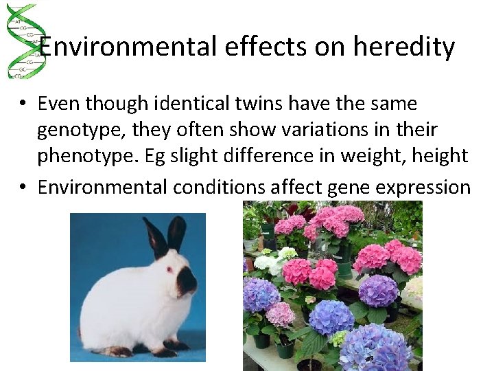 Environmental effects on heredity • Even though identical twins have the same genotype, they