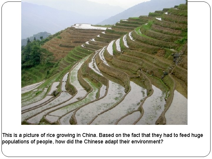 This is a picture of rice growing in China. Based on the fact that