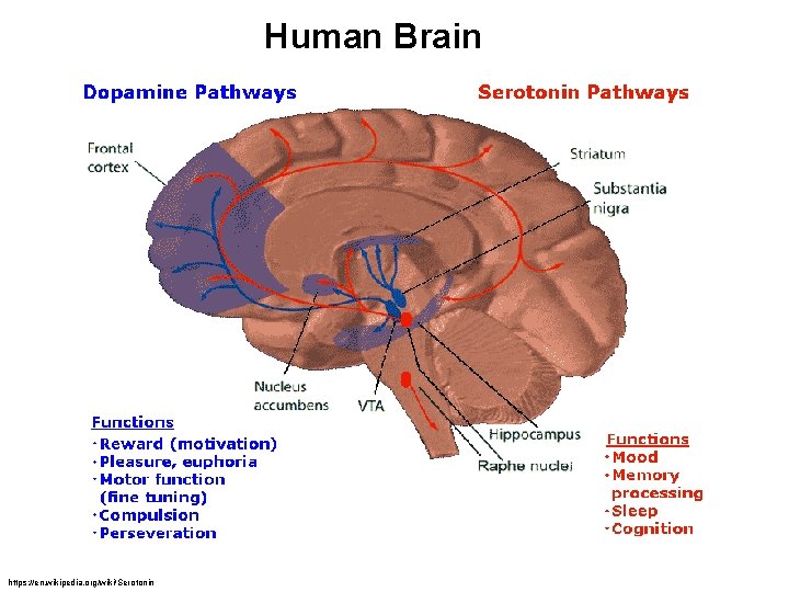 Human Brain https: //en. wikipedia. org/wiki/Serotonin 