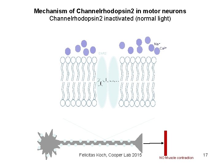 Mechanism of Channelrhodopsin 2 in motor neurons Channelrhodopsin 2 inactivated (normal light) Na+ Ca