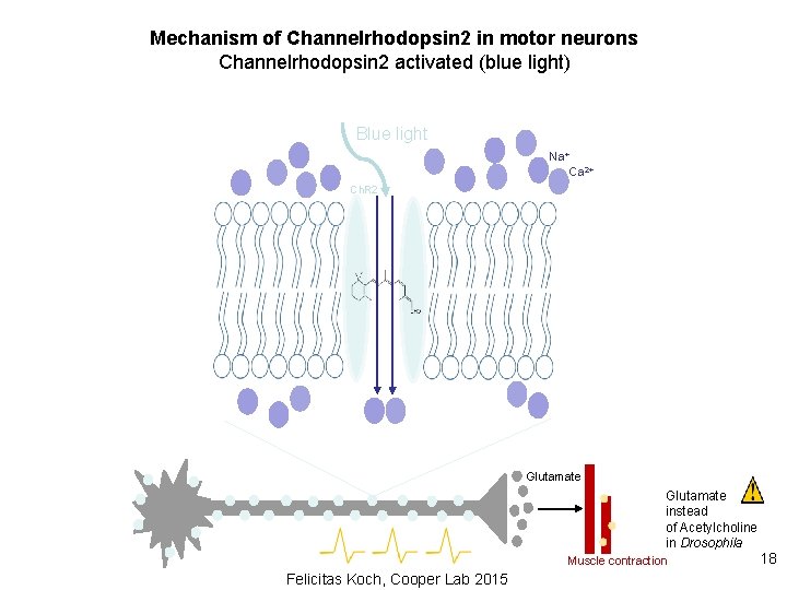 Mechanism of Channelrhodopsin 2 in motor neurons Channelrhodopsin 2 activated (blue light) Blue light