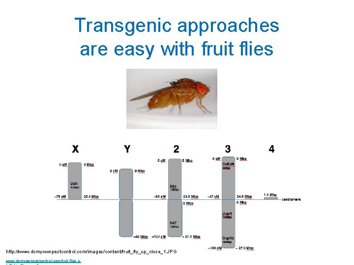 Transgenic approaches are easy with fruit flies http: //www. domyownpestcontrol. com/images/content/fruit_fly_up_close_1. JPG www. domyownpestcontrol.
