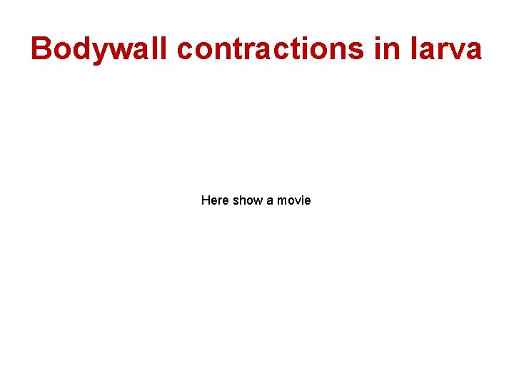 Bodywall contractions in larva Here show a movie 