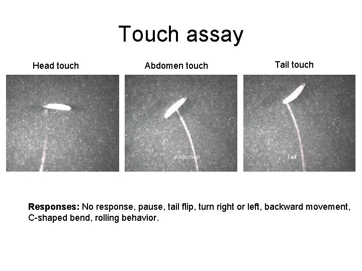 Touch assay Head touch Abdomen touch Tail touch Responses: No response, pause, tail flip,