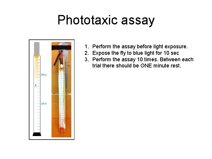 Phototaxic assay 1. Perform the assay before light exposure. 2. Expose the fly to