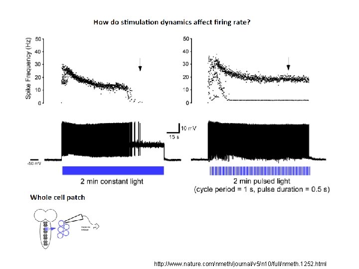 http: //www. nature. com/nmeth/journal/v 5/n 10/full/nmeth. 1252. html 