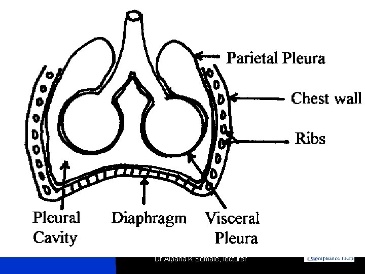 Dr Alpana K Somale, lecturer 26 
