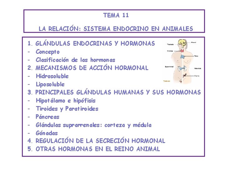 TEMA 11 LA RELACIÓN: SISTEMA ENDOCRINO EN ANIMALES 1. 2. 3. 4. 5. GLÁNDULAS