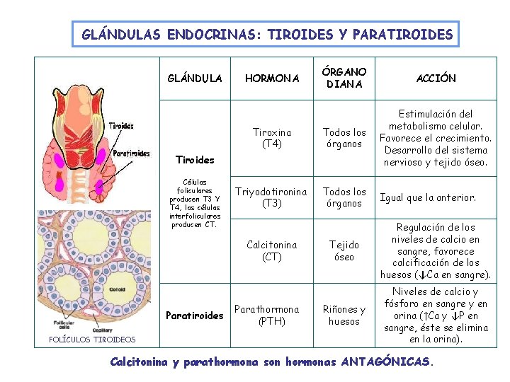 GLÁNDULAS ENDOCRINAS: TIROIDES Y PARATIROIDES GLÁNDULA ÓRGANO DIANA ACCIÓN Tiroxina (T 4) Todos los