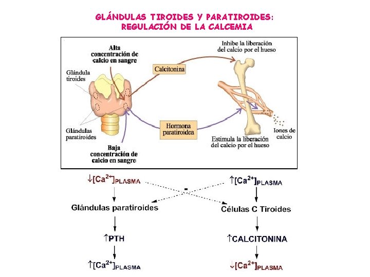 GLÁNDULAS TIROIDES Y PARATIROIDES: REGULACIÓN DE LA CALCEMIA 