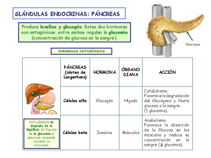 GLÁNDULAS ENDOCRINAS: PÁNCREAS Produce insulina y glucagón. Estas dos hormonas son antagónicas, entre ambas