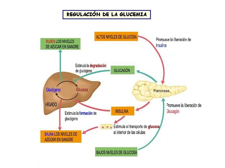 REGULACIÓN DE LA GLUCEMIA 
