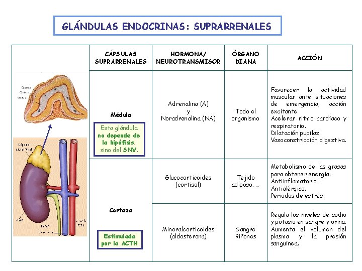 GLÁNDULAS ENDOCRINAS: SUPRARRENALES CÁPSULAS SUPRARRENALES Médula HORMONA/ NEUROTRANSMISOR Adrenalina (A) y Noradrenalina (NA) ÓRGANO