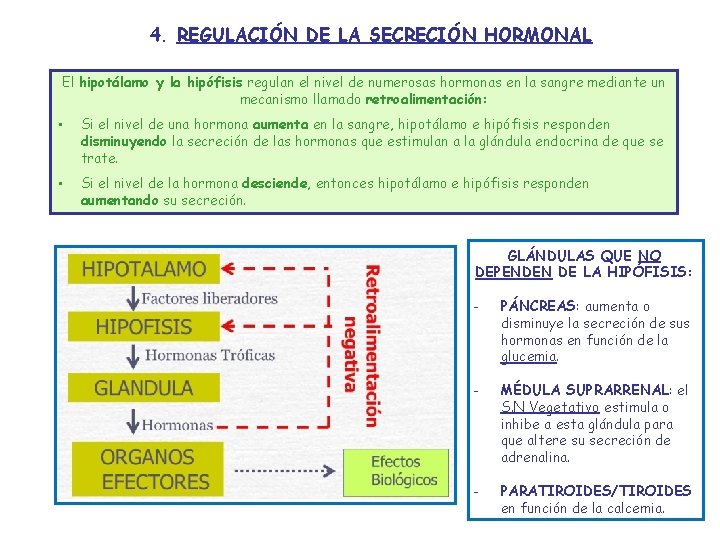 4. REGULACIÓN DE LA SECRECIÓN HORMONAL El hipotálamo y la hipófisis regulan el nivel