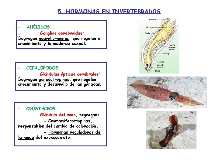 5. HORMONAS EN INVERTEBRADOS ANÉLIDOS Ganglios cerebroides: Segregan neurohormonas que regulan el crecimiento y