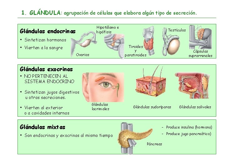 1. GLÁNDULA: agrupación de células que elabora algún tipo de secreción. Hipotálamo e hipófisis