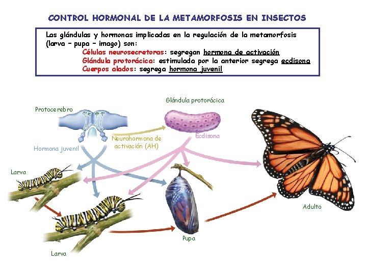 CONTROL HORMONAL DE LA METAMORFOSIS EN INSECTOS Las glándulas y hormonas implicadas en la