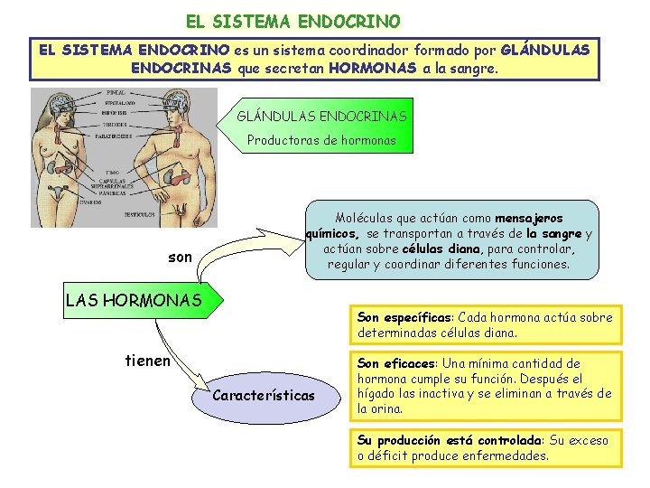 EL SISTEMA ENDOCRINO es un sistema coordinador formado por GLÁNDULAS ENDOCRINAS que secretan HORMONAS