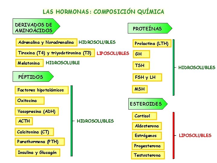 LAS HORMONAS: COMPOSICIÓN QUÍMICA DERIVADOS DE AMINOÁCIDOS Adrenalina y Noradrenalina PROTEÍNAS HIDROSOLUBLES Tiroxina (T