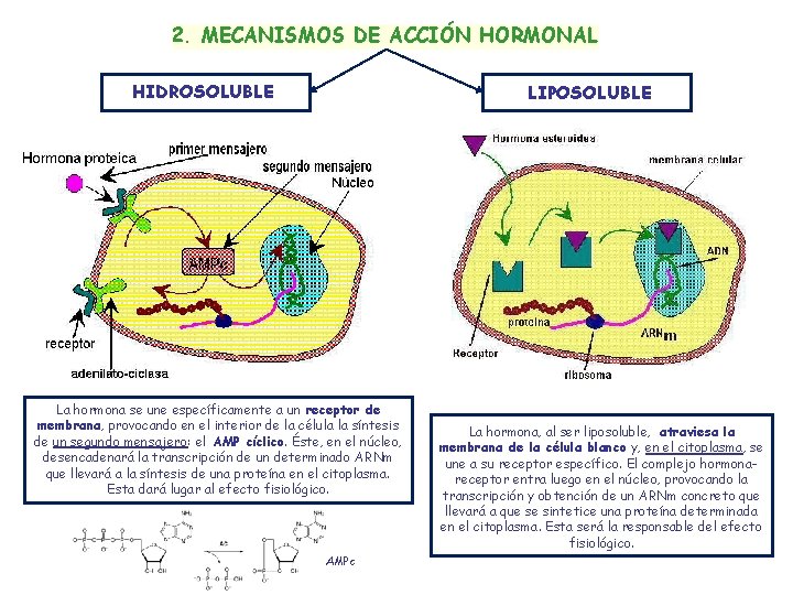 2. MECANISMOS DE ACCIÓN HORMONAL HIDROSOLUBLE LIPOSOLUBLE La hormona se une específicamente a un