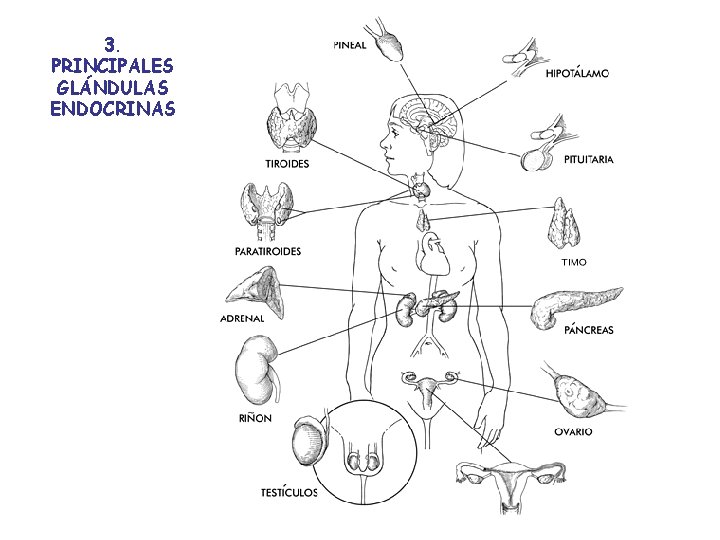 3. PRINCIPALES GLÁNDULAS ENDOCRINAS 