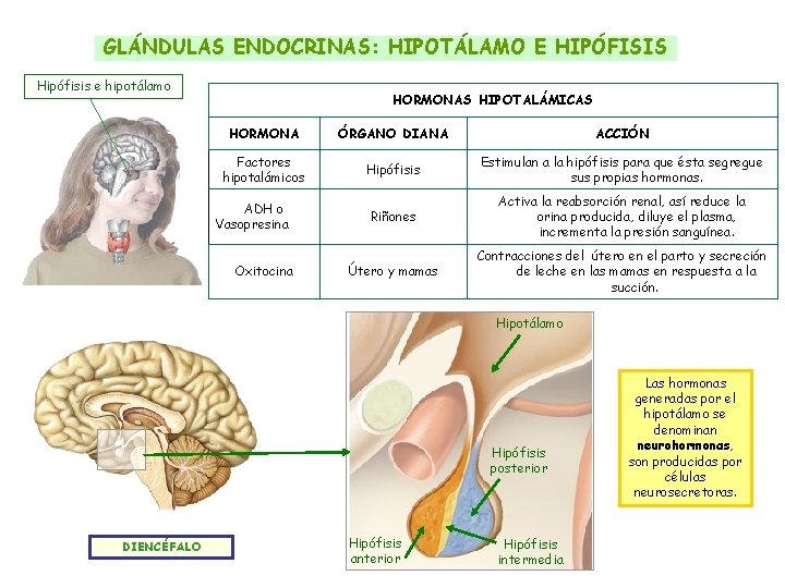 GLÁNDULAS ENDOCRINAS: HIPOTÁLAMO E HIPÓFISIS Hipófisis e hipotálamo HORMONAS HIPOTALÁMICAS HORMONA ÓRGANO DIANA ACCIÓN