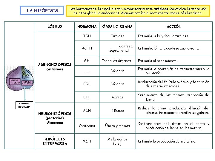 LA HIPÓFISIS Las hormonas de la hipófisis son mayoritariamente trópicas (controlan la secreción de