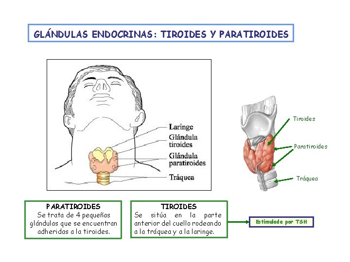 GLÁNDULAS ENDOCRINAS: TIROIDES Y PARATIROIDES Tiroides Paratiroides Tráquea PARATIROIDES Se trata de 4 pequeñas