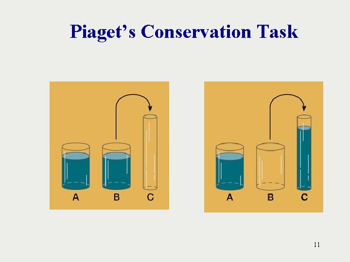 Piaget’s Conservation Task 11 