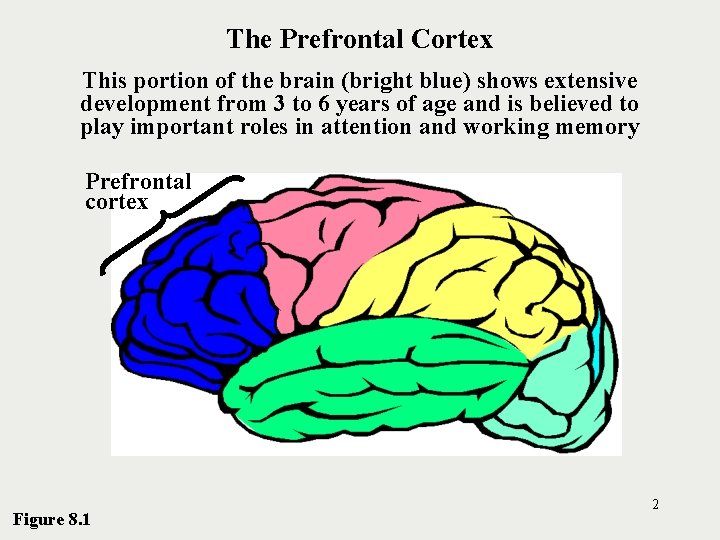 The Prefrontal Cortex This portion of the brain (bright blue) shows extensive development from