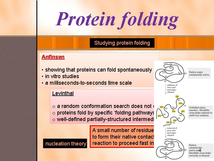 Protein folding Studying protein folding Anfinsen • showing that proteins can fold spontaneously •
