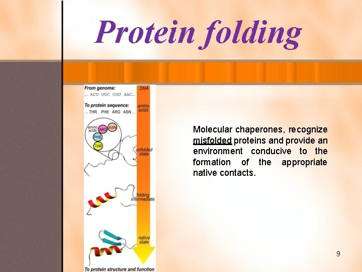 Protein folding Molecular chaperones, recognize misfolded proteins and provide an environment conducive to the