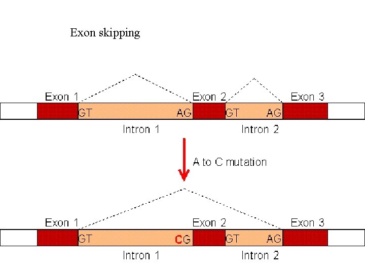 Exon skipping 