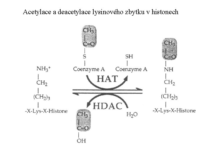 Acetylace a deacetylace lysinového zbytku v histonech 