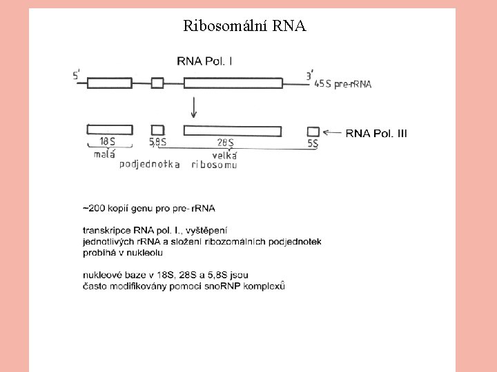 Ribosomální RNA 
