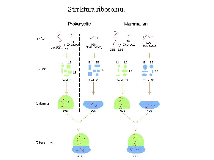Struktura ribosomu. 