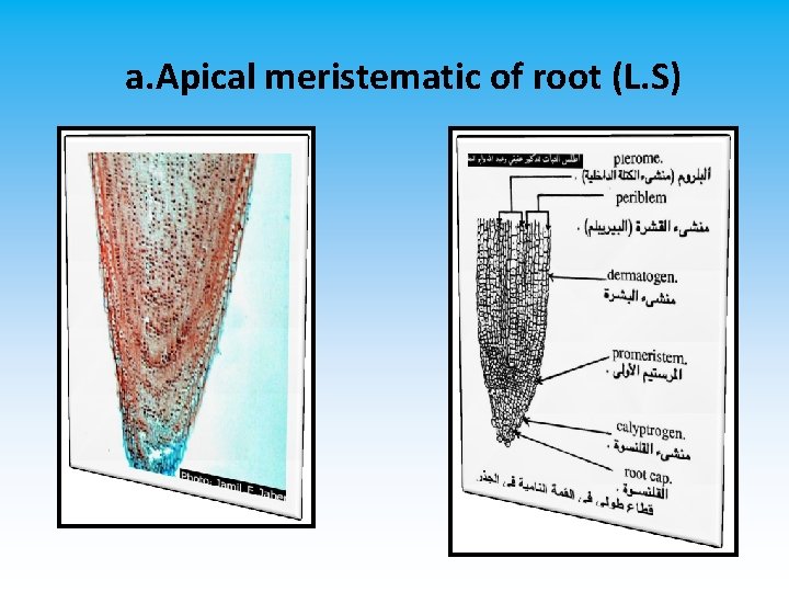Lab 2 Plant Tissues Plant tissues 1 meristematic